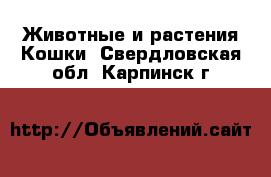 Животные и растения Кошки. Свердловская обл.,Карпинск г.